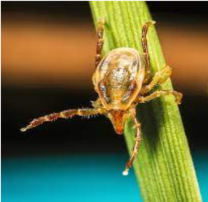 Lessons learned from the first case of fatal mammalian meat allergy in Australia in 2022
