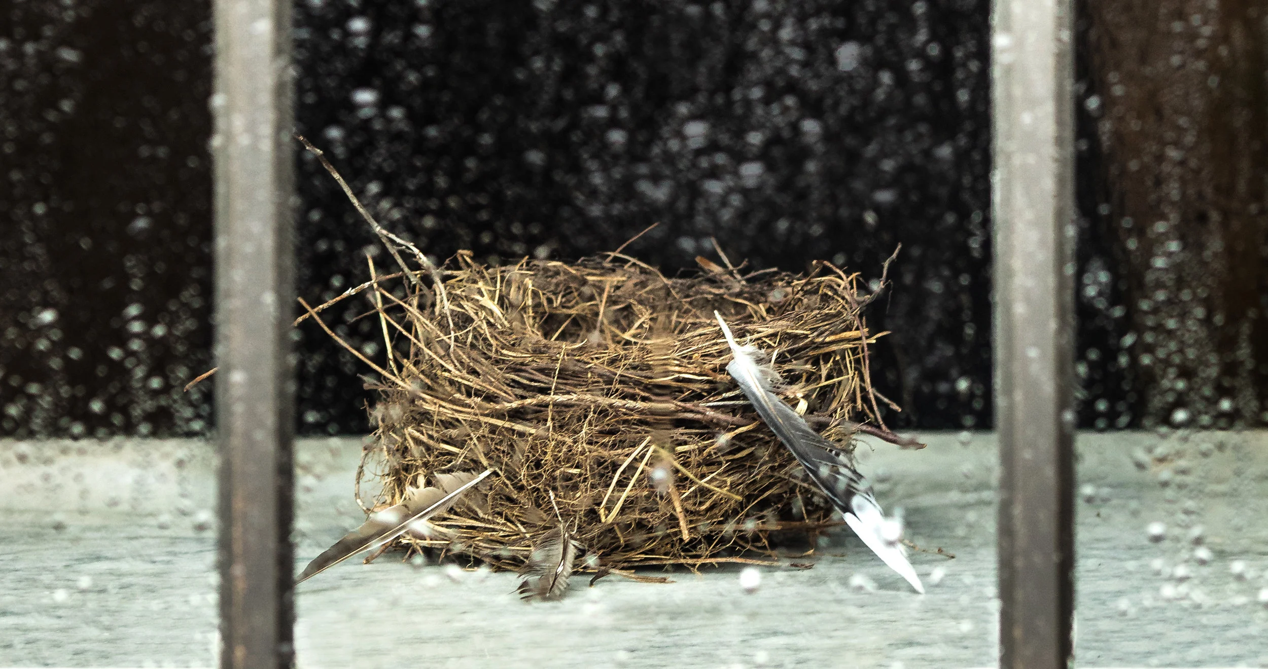 empty nest (1 of 1)-2.jpg