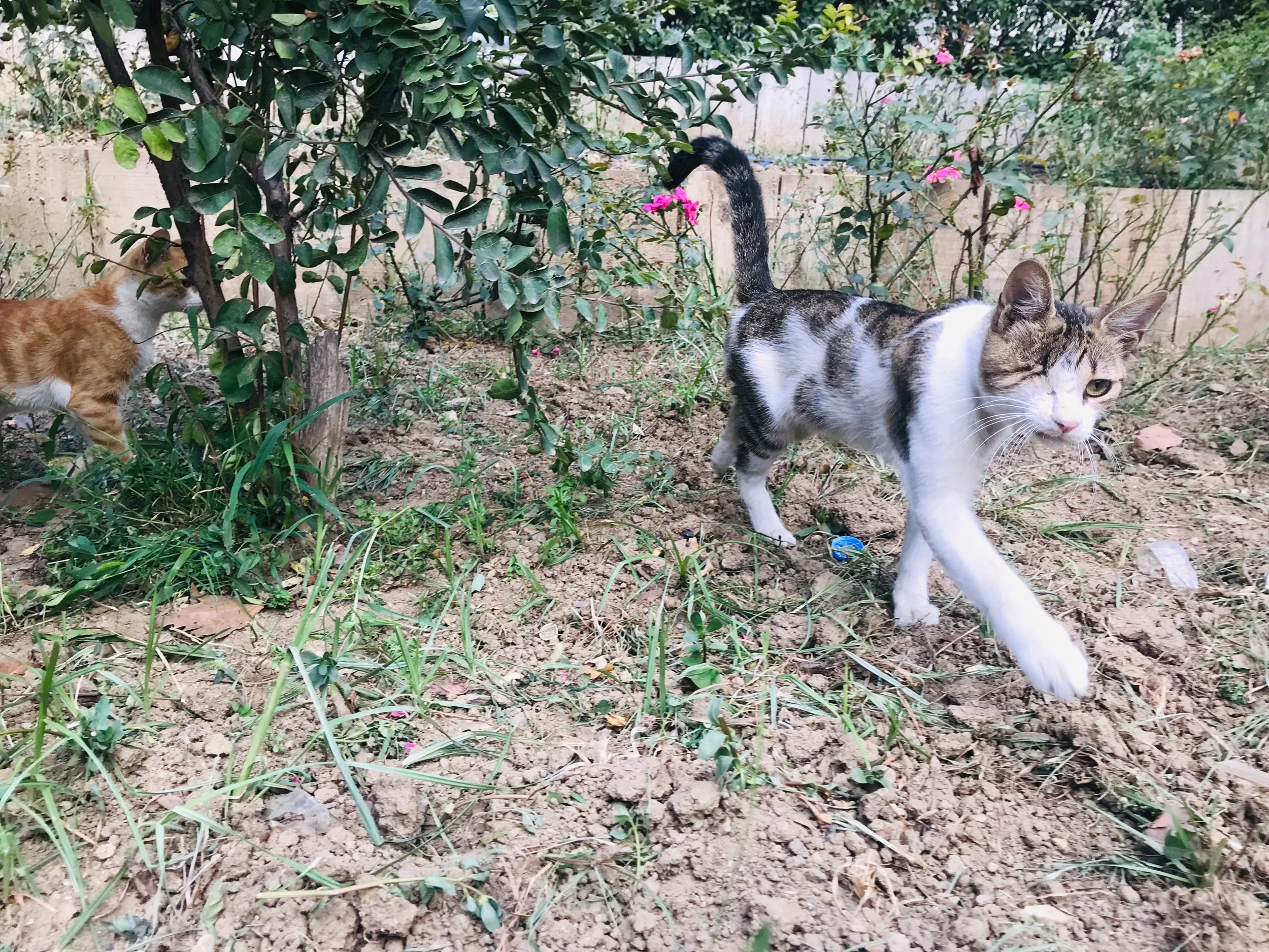 The one eyed/trouble maker cat