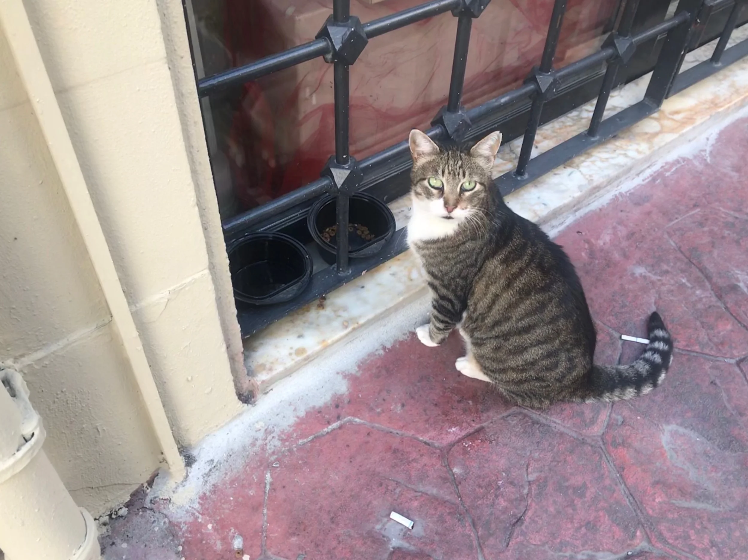 Cat enjoying some food and water