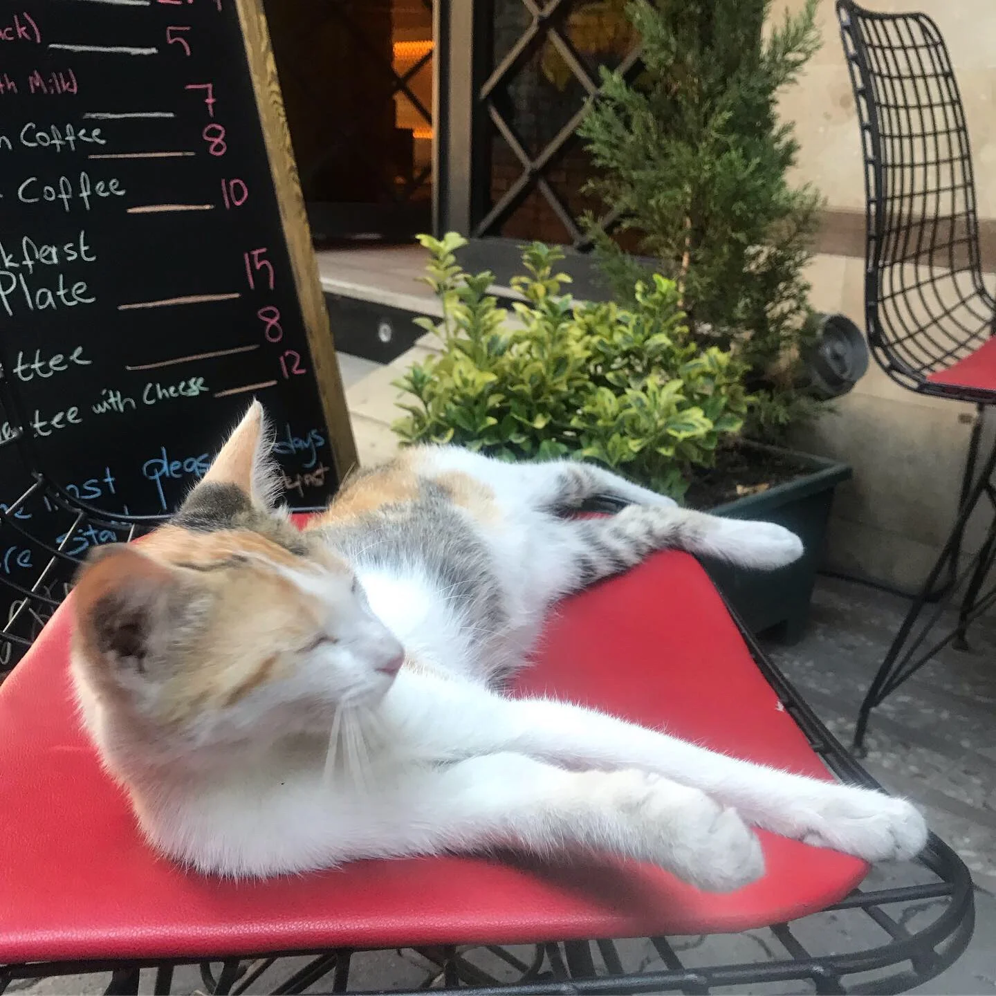 A beautiful cat enjoying the nice warm sun!!!!