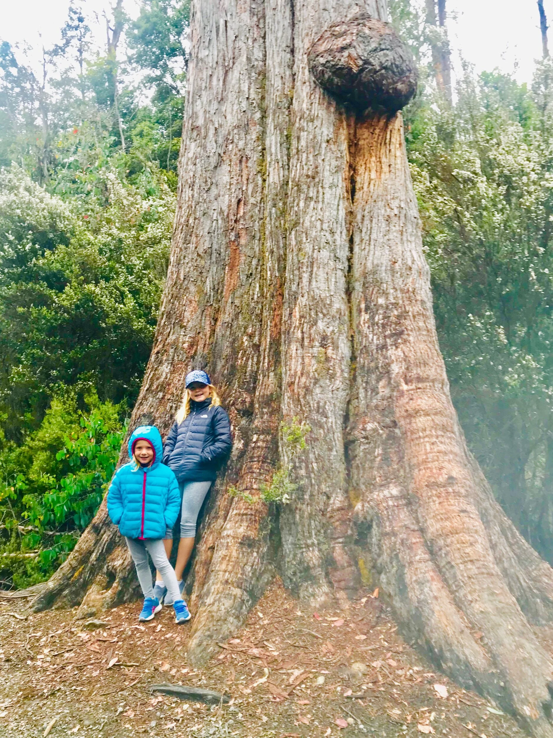 Lake St Clair: we saw some platypus swimming here!