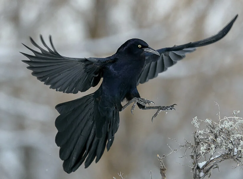 Here’s a male Grackle, landing, so that you can see it’s pretty tail!