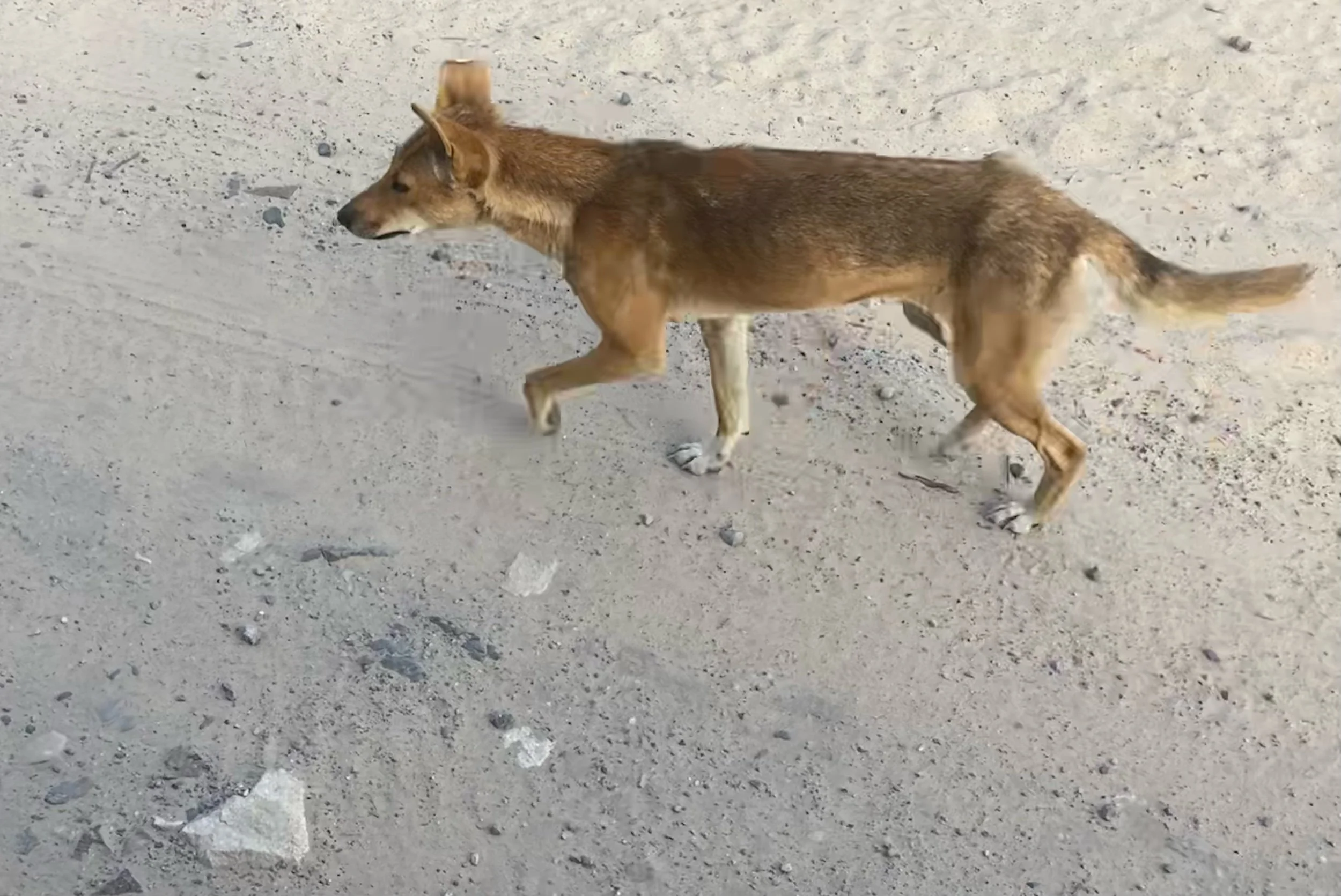 Fraser Island