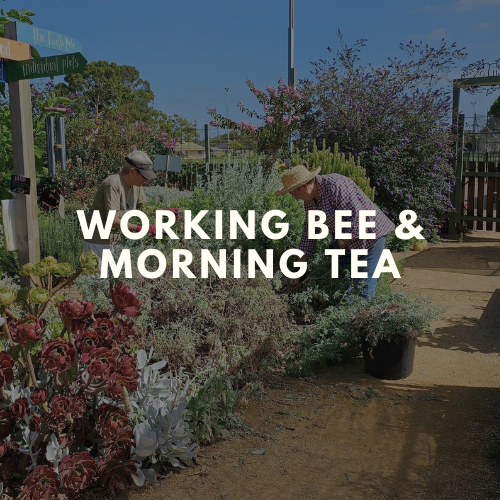 Working Bee &amp; Morning Tea