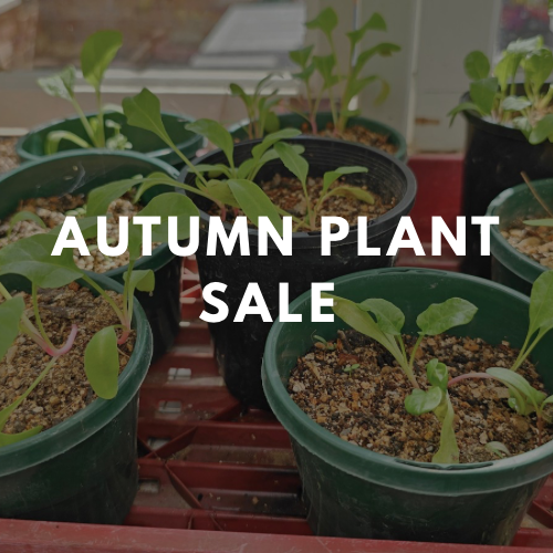 Autumn Plant Sale