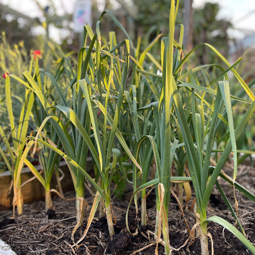 Garlic.png