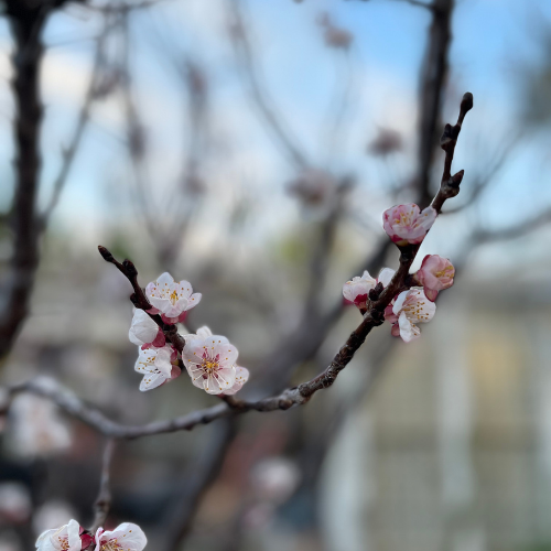 Blossoms.png