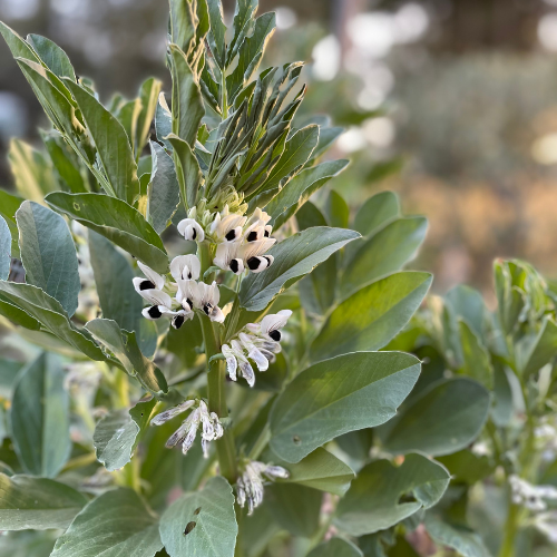 Broad beans-2.png
