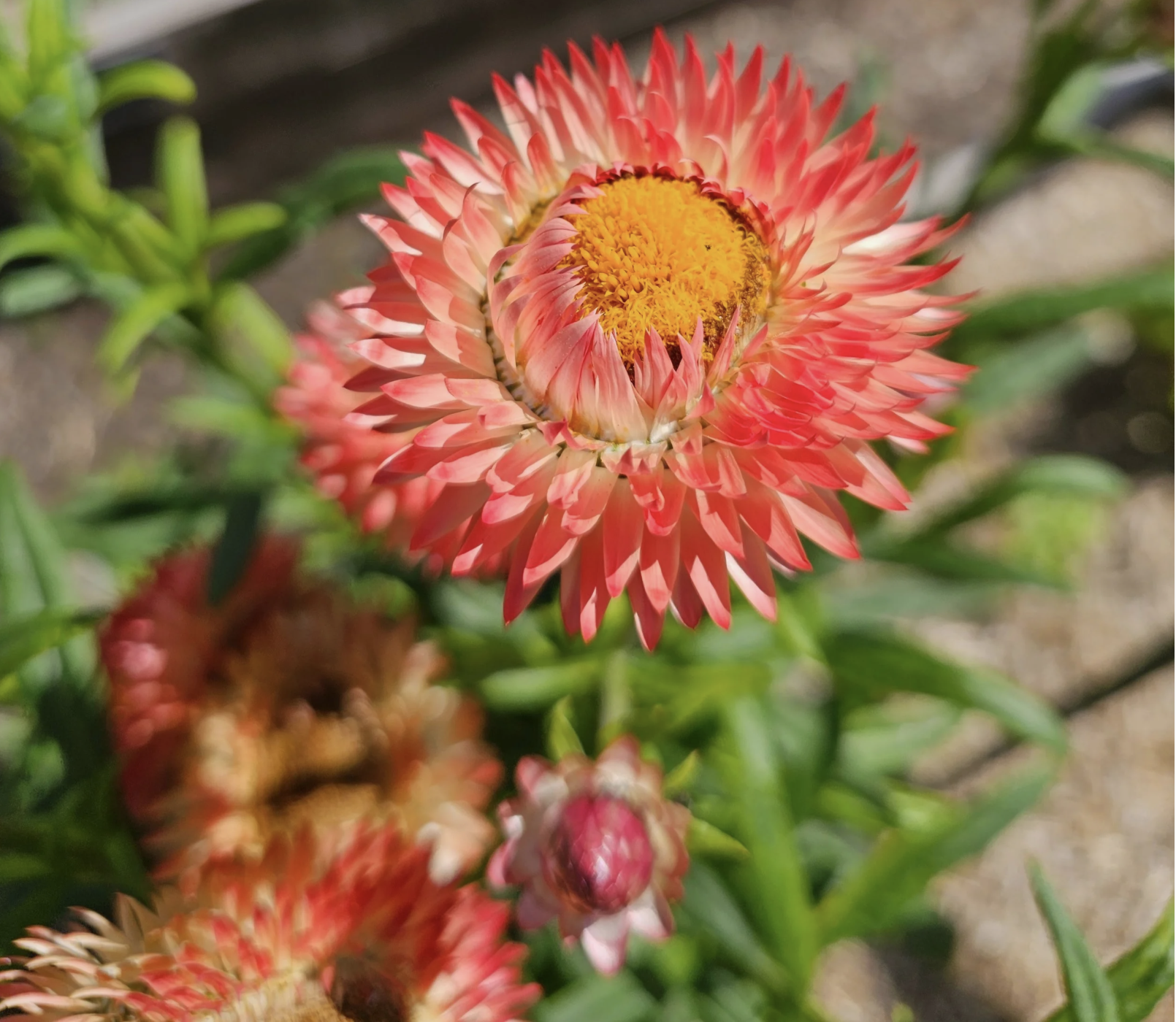 Summer 2026 Newsletter