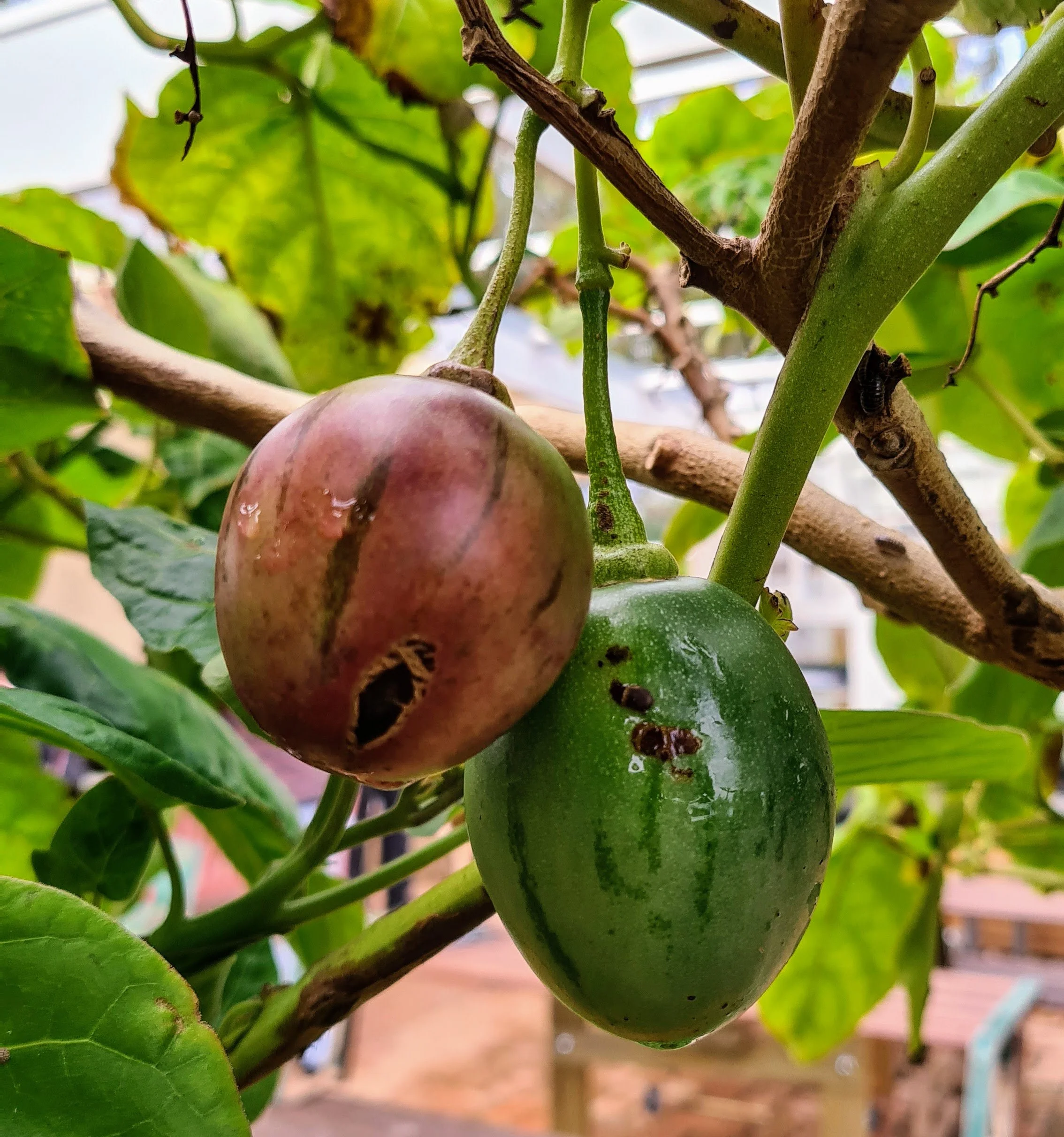 Tamarillo North Brighton Community Garden Tamarillo North Brighton Community Garden