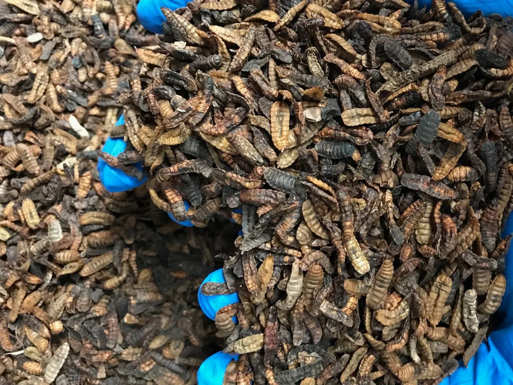 About us — Insect Protein Association of Australia