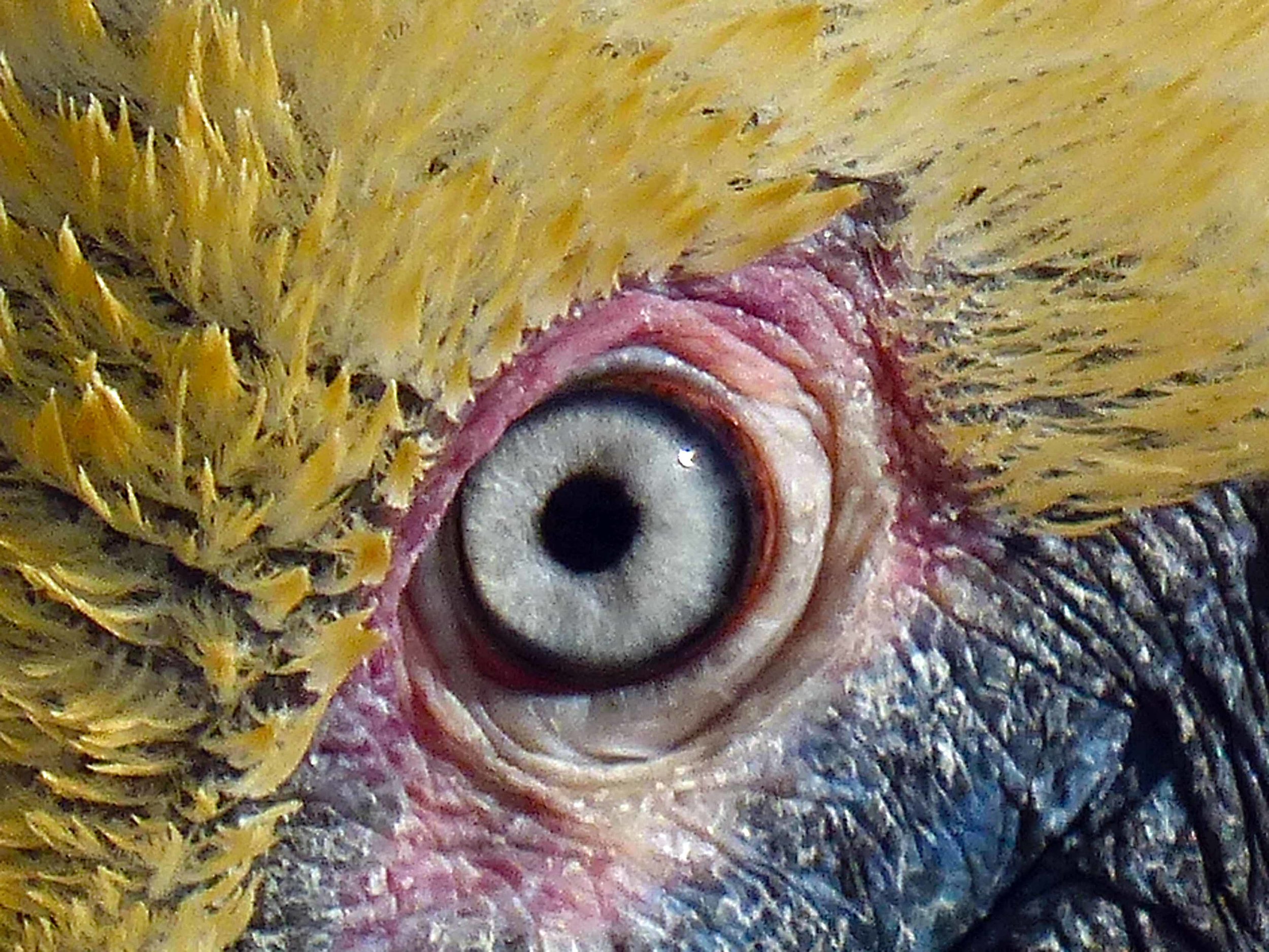 pelican eye possible for show.jpg