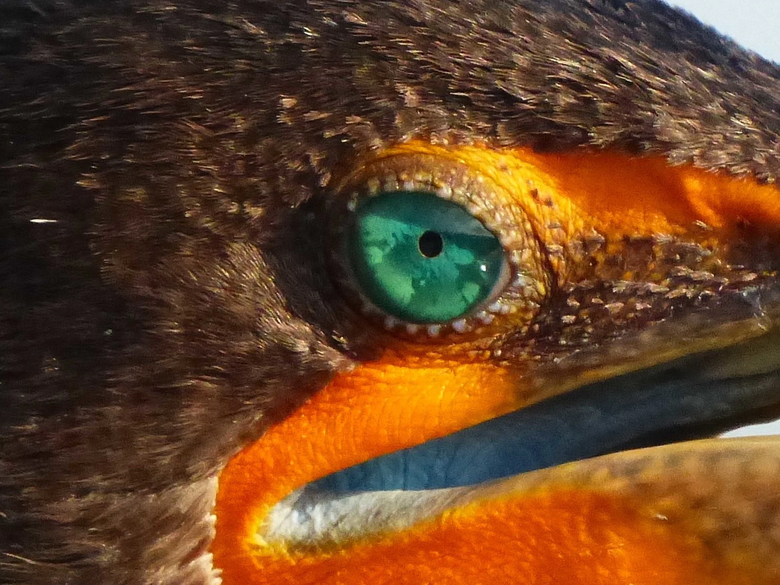 2016 cormorant eye a.jpg