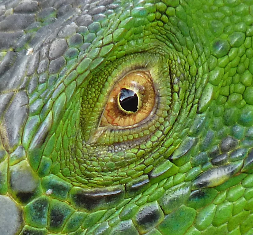 iguana.jpg