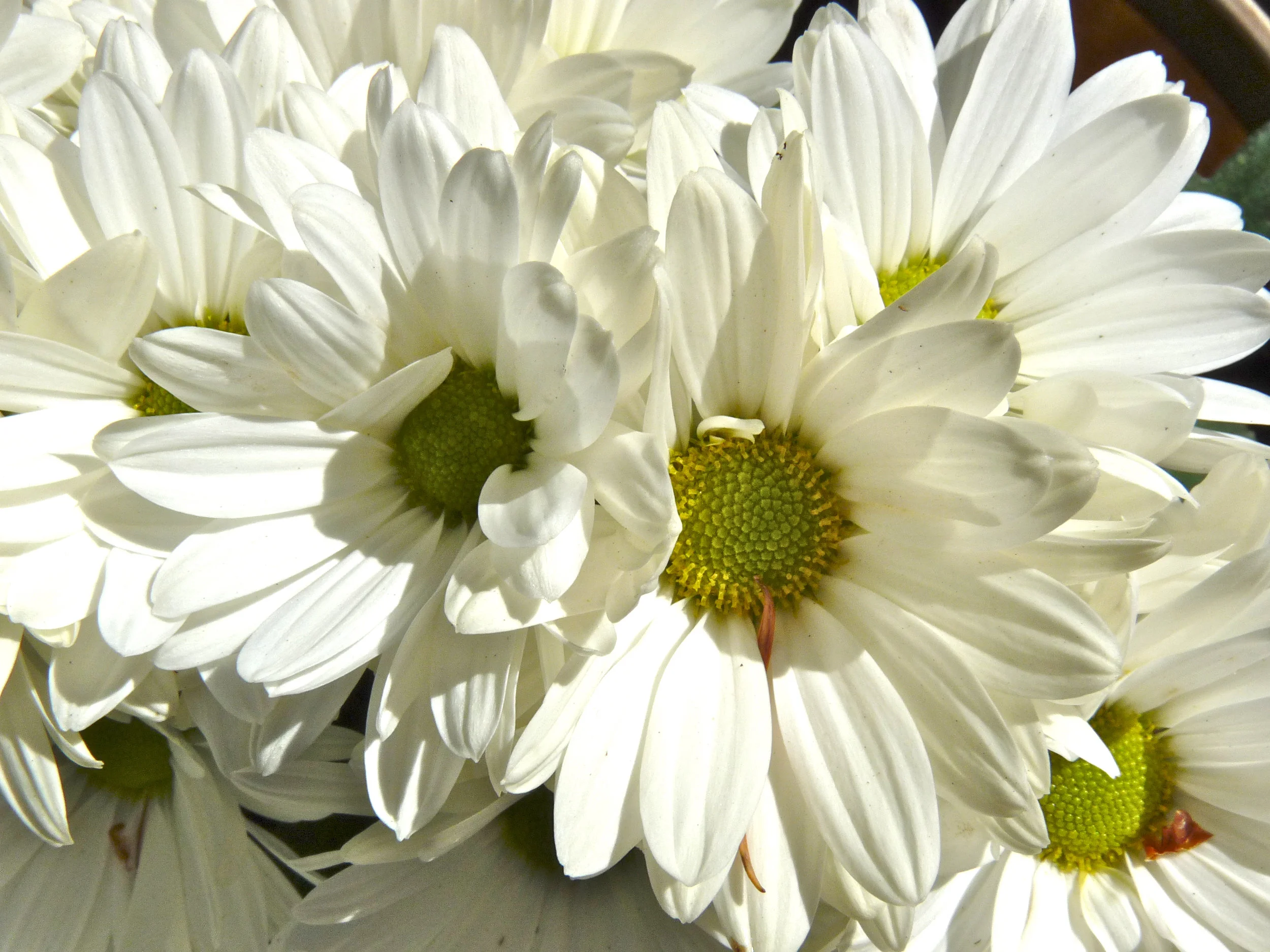 white daisies 1.jpg