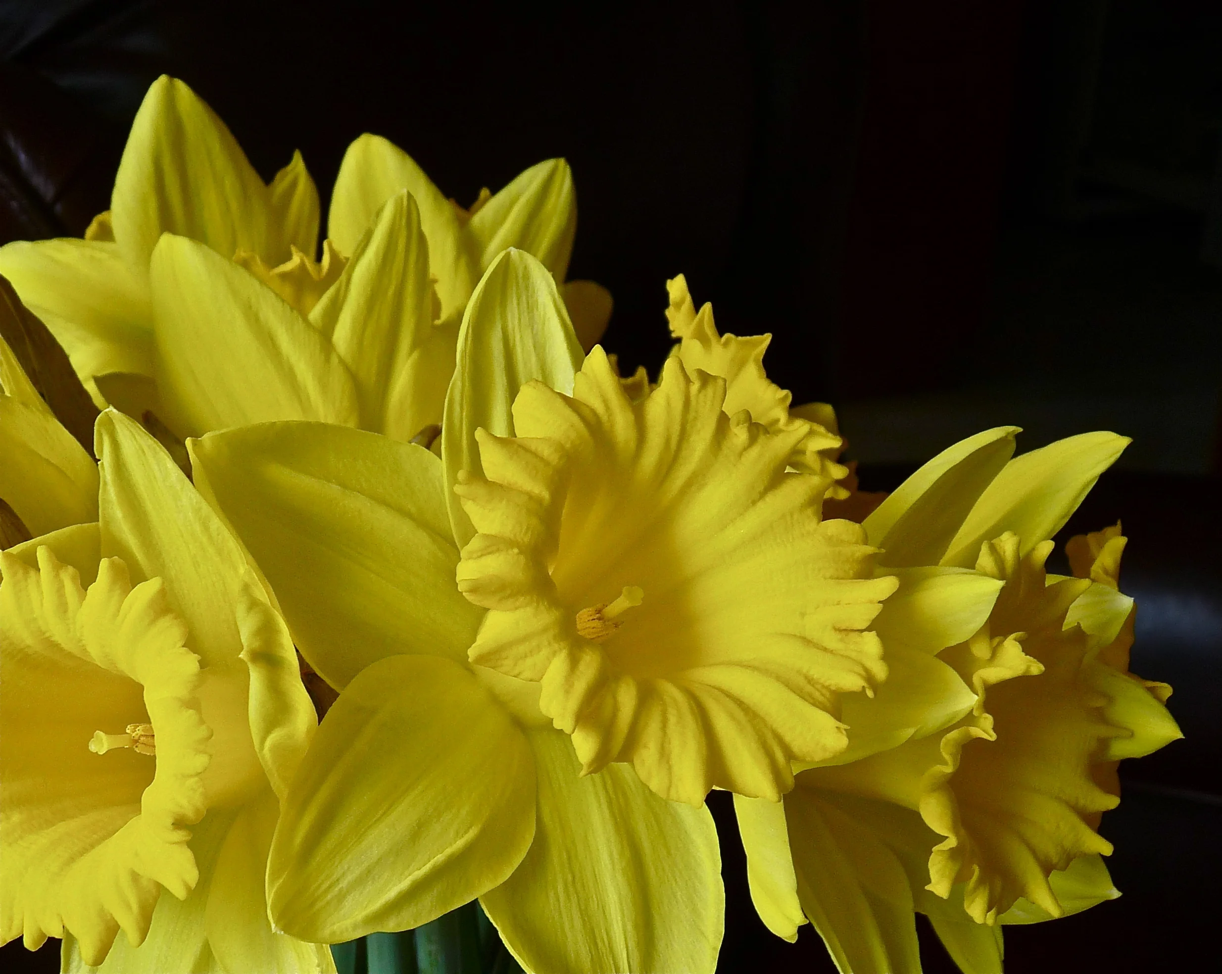 JMR - Daffs on Black P1080876_2.JPG