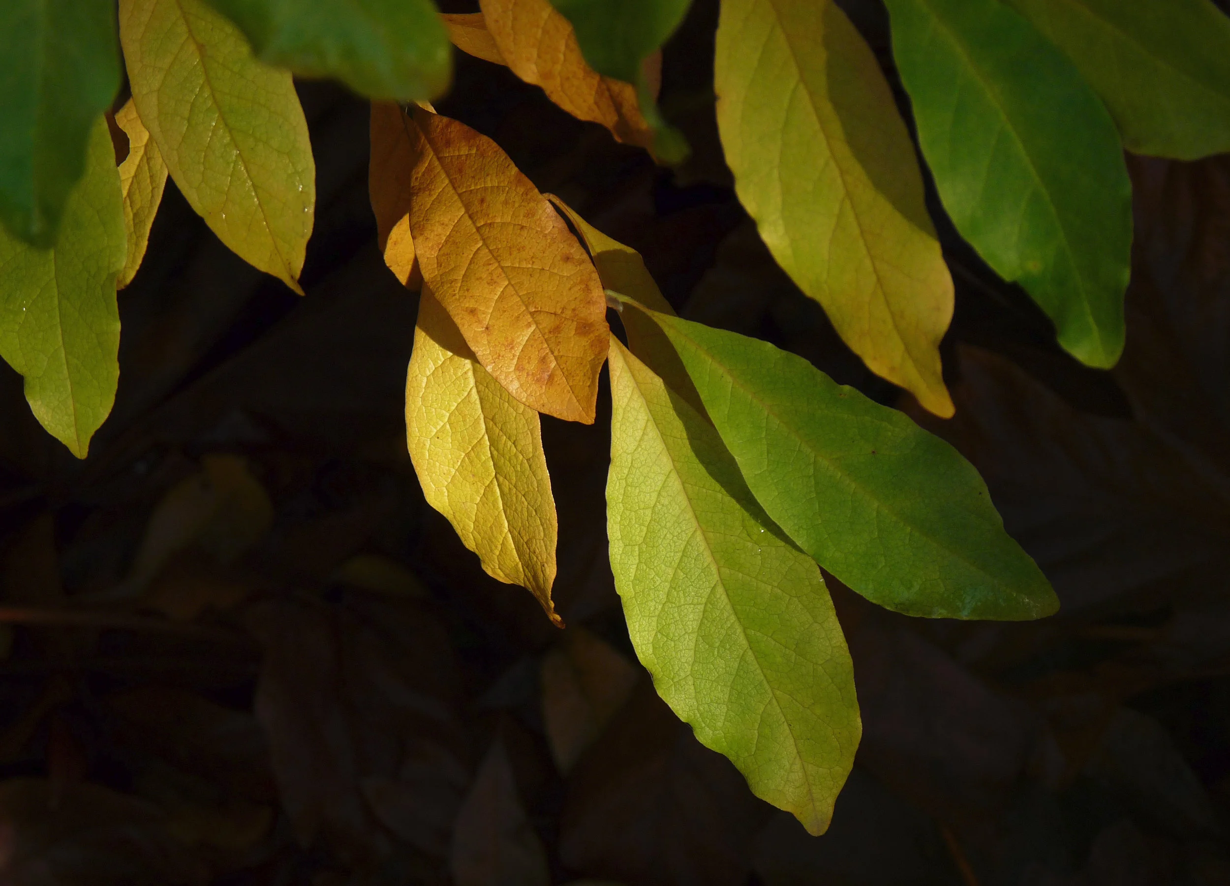 Sunday Lake leaves.jpg