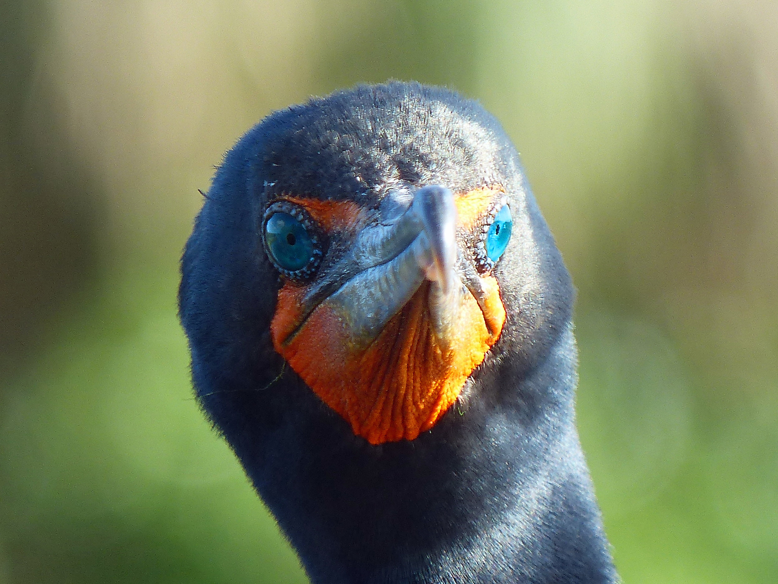 blue eyes cormorant b.jpg