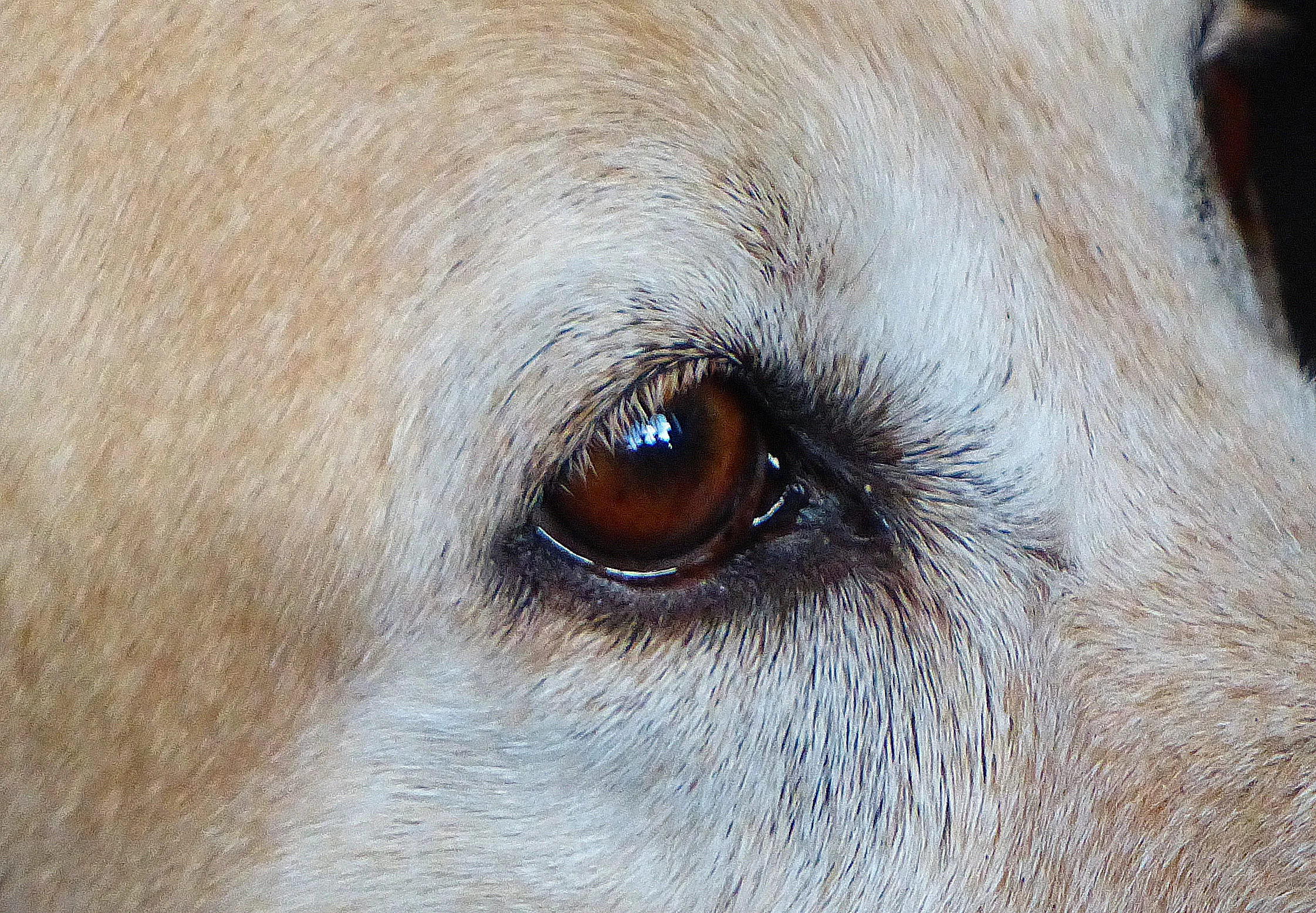 Irish Eyes b_edited-1.jpg