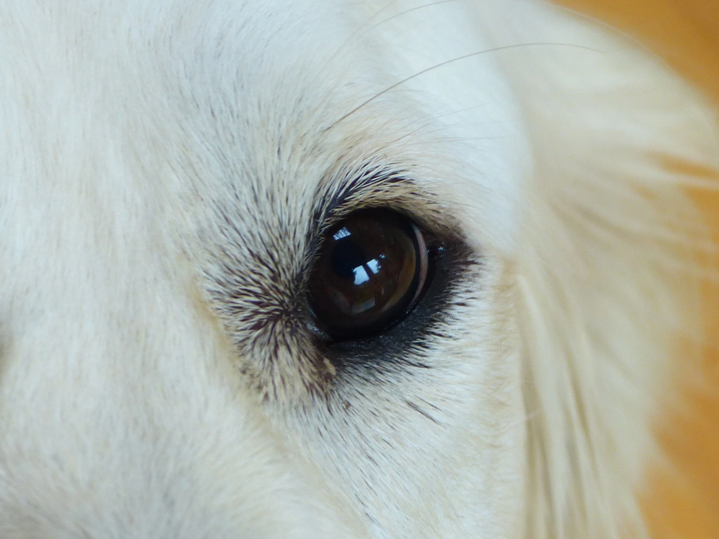 Barley sep 2018 b.jpg