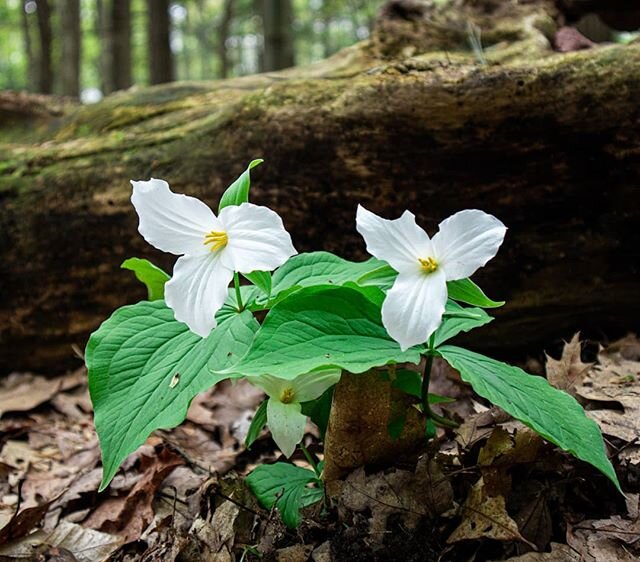 Ontario's Trillium 😍 the pretty white trillium is the official provincial flower. Fun fact it was almost made illegal to pick them. While this may seem extreme Trilliums are very fragile, especially the white flowers; if you pick one, another will n