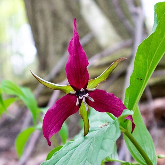 We were lucky to come across a few of the rare and exquisite red trillium flowers on our hike through the Rouge valley. I had never seen a red trillium before and didnt even know they existed until we came across them! Did you know some places in the