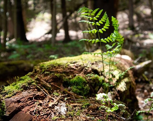 On a beautiful hike through the Glen Rouge valley I was captivated by the many lush ferns and emerald green moss covering the forest floor. The way the sunlight filters through the trees and casts a healthy glow on all the plant life creates a deep s