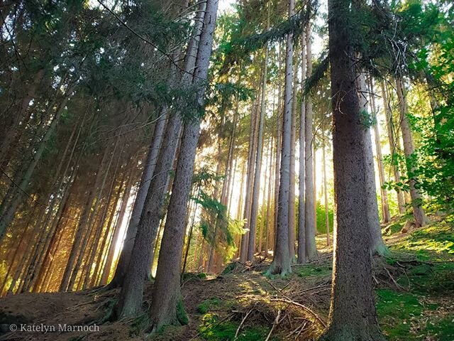 Czech Republic -hiking outside of Karlovy Vary

There is something so peaceful about being in a forest, especially one with really tall trees. When the light streams through the branches I always feel like I'm in another world it is so mystical and c