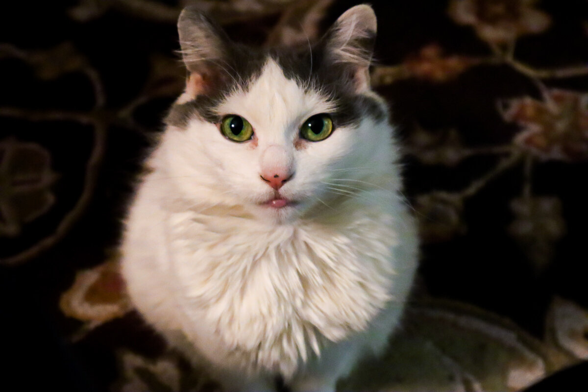 cute white cat carpet green eyesNymeria the cat - Tales by Travel mascot and international traveler