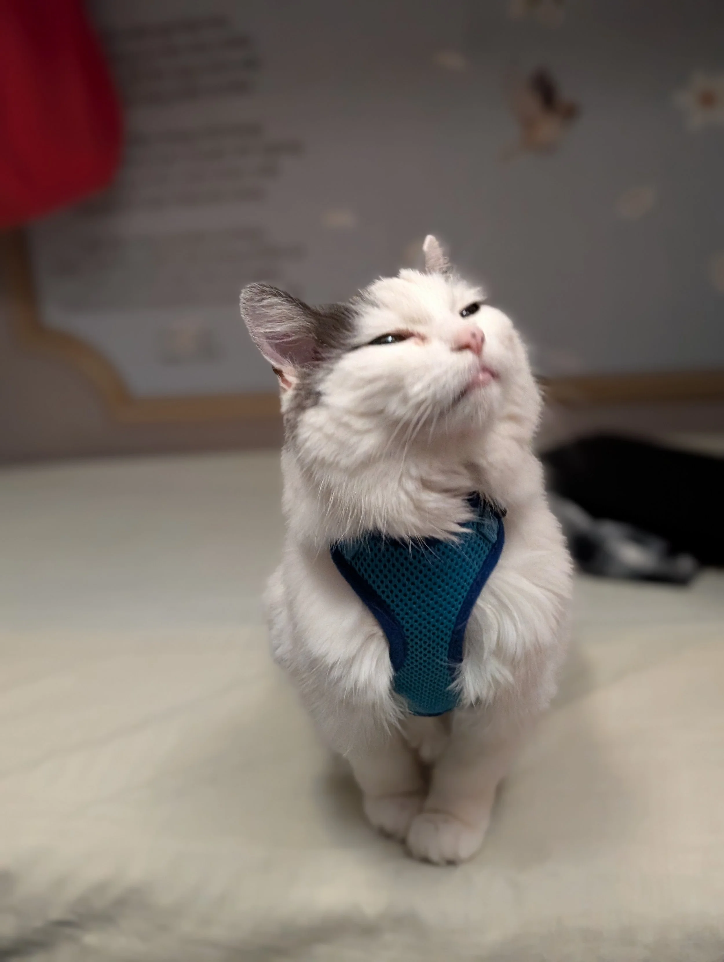 The 8,000-Mile Meow: A Strategist’s Guide to Moving a Senior Cat to Vietnam