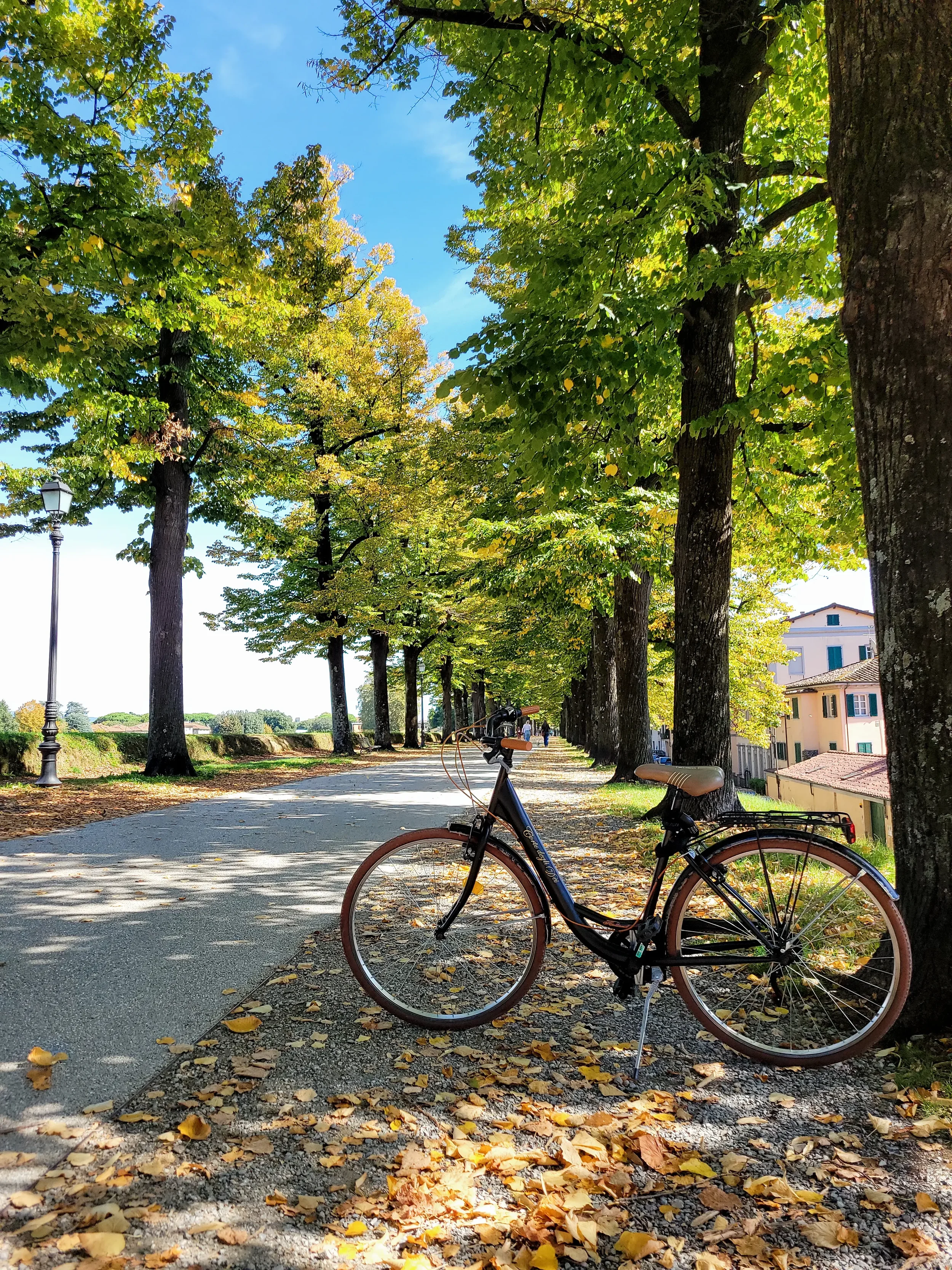 A black cruiser bicycle parked on the wide, tree-lined gravel path atop the Renaissance walls of Lucca, Italy, surrounded by autumn leaves and greenery.