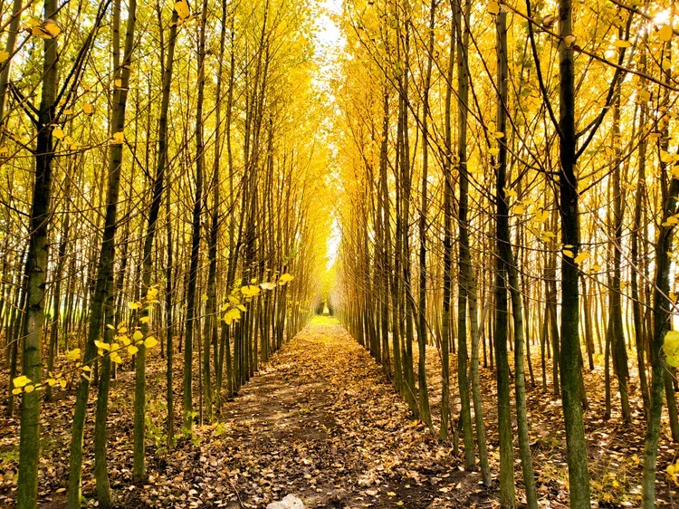 A straight hiking path through a symmetrical tunnel of golden autumn trees in Moravia.