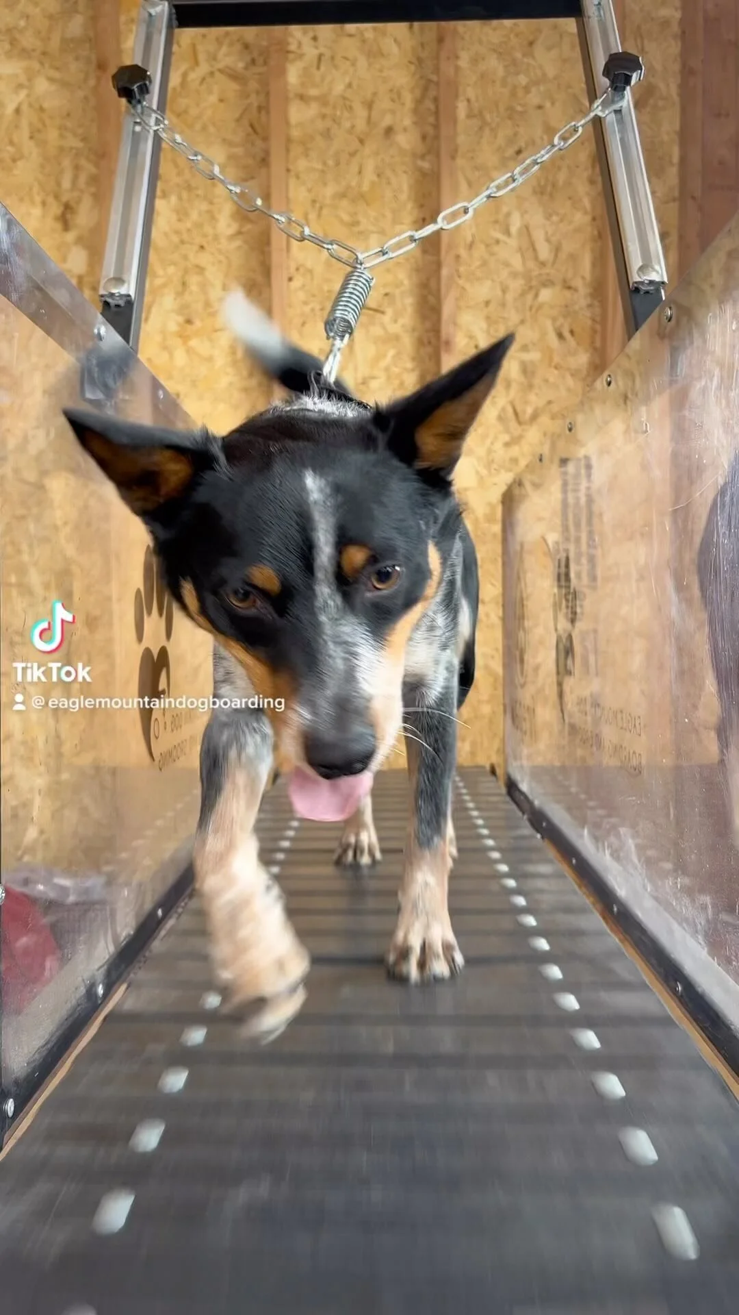 Eagle Mountain Dog Boarding and Grooming