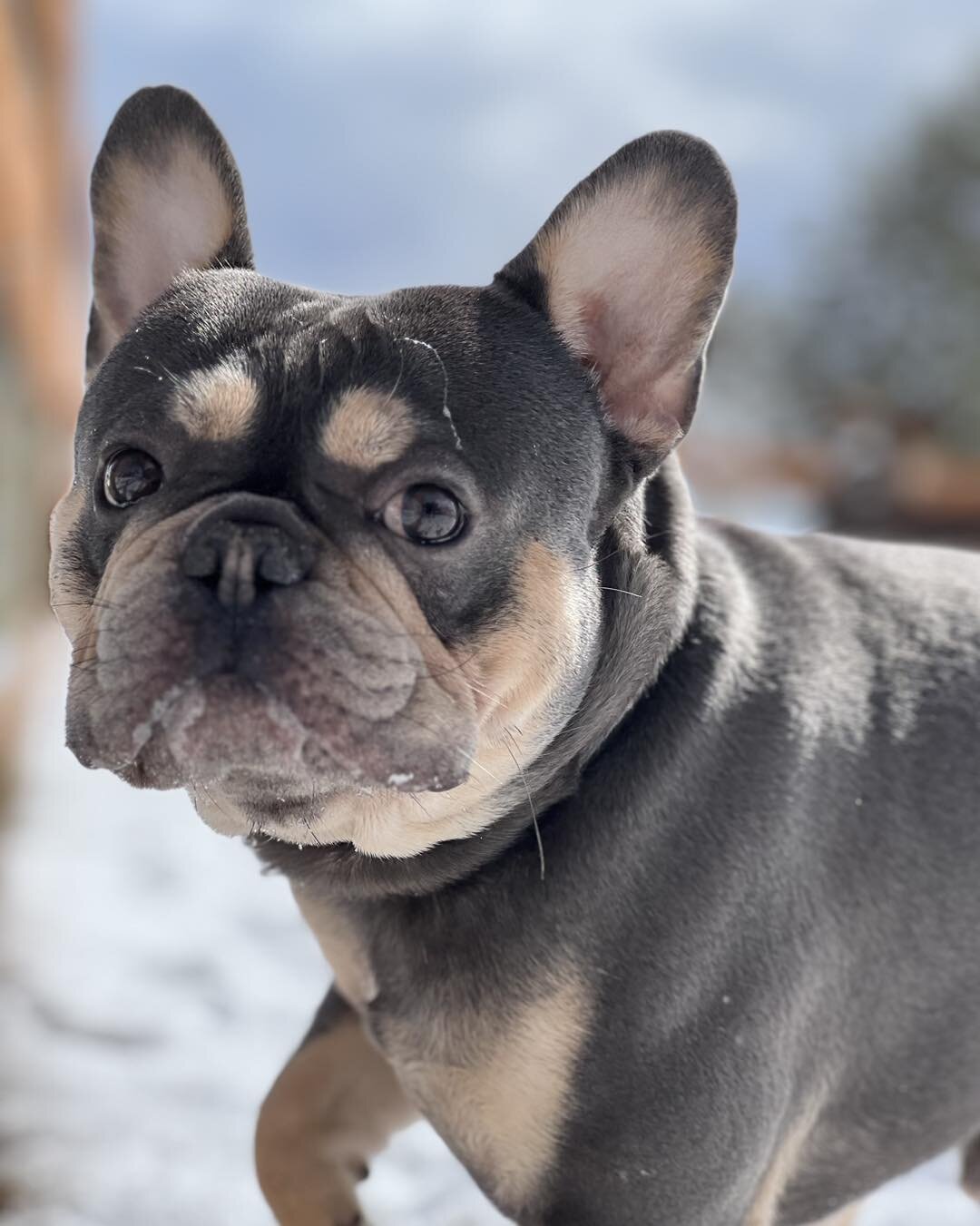 Don&rsquo;t forget to enter our March giveaway! Drawing will be done next week! Good Luck 🍀 🐶

 #doggydaycare #dogboarding #dogtraining #cutedogs #dogs #eaglemountaindogboardingandgrooming #eaglemountainutah #frenchbulldog