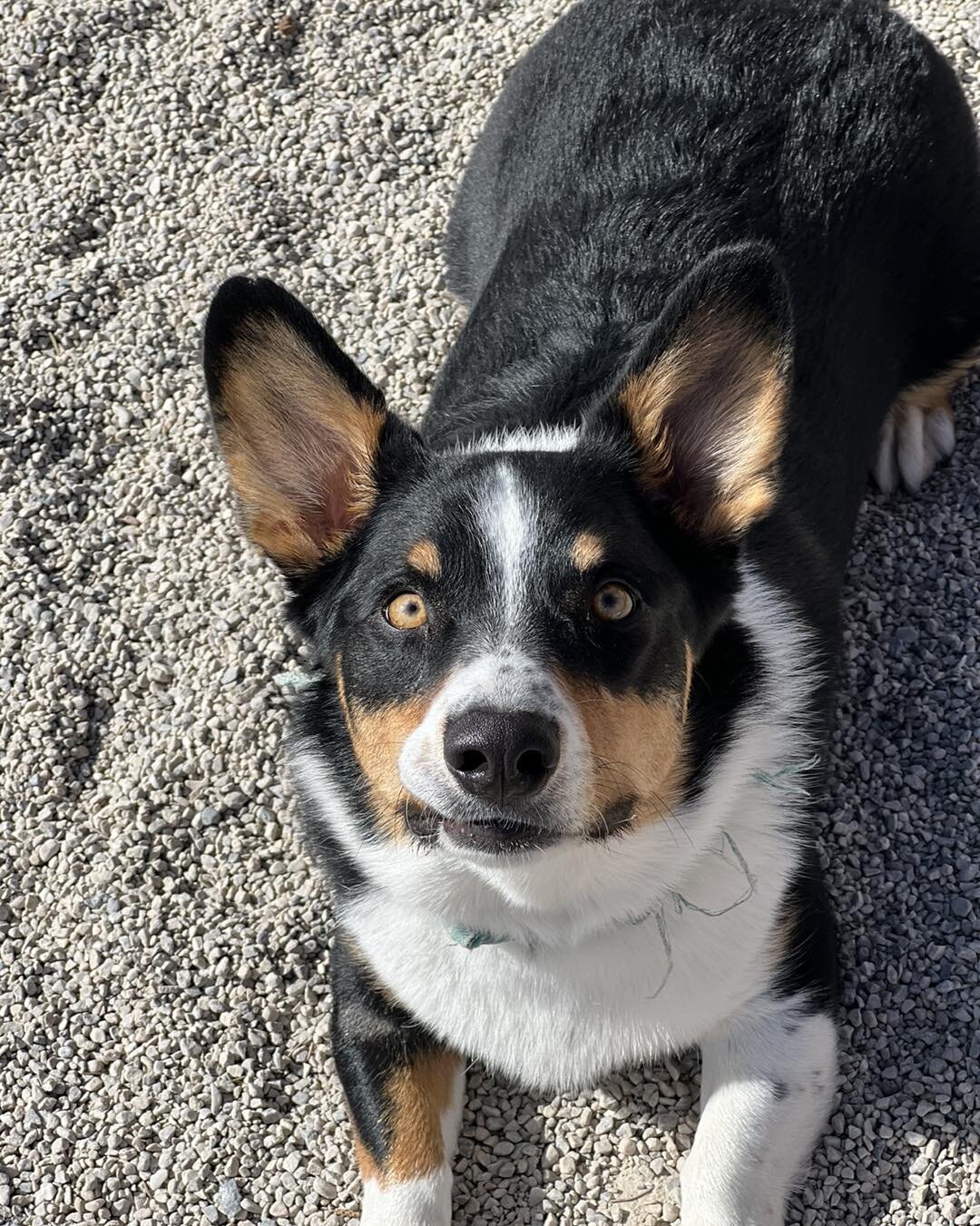 Only the cutest corgi/Aussie cross having a great day enjoying daycare and sunshine.  #doggydaycare #dogboarding #dogtraining #eaglemountainutah #cutedogs #dogs #eaglemountaindogboardingandgrooming #corgiaussie #corgiaussiemix