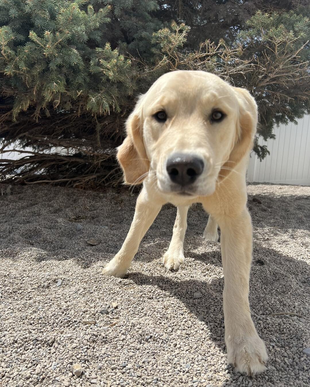 Did you know we can take dogs in heat? Yes we sure can! Any dog in heat is kept separate from all other dogs. They get lots of one on one play and exercise. For cleaning up we just mop up any spotting and bath the dogs as needed.  #dogboarding #utah 