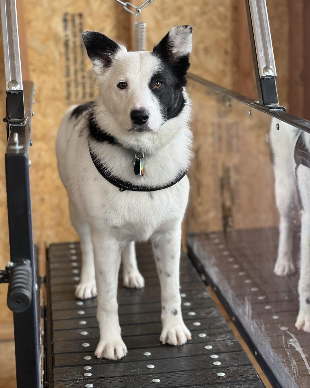 Did you know we have a top of the line slatmill and offer slatmill training and exercise sessions? 

This black beauty was custom made overseas!!
We can run dogs from 2-3 lbs - 150lbs! 

What is a slatmill? 

A slatmill is a dog treadmill that does n