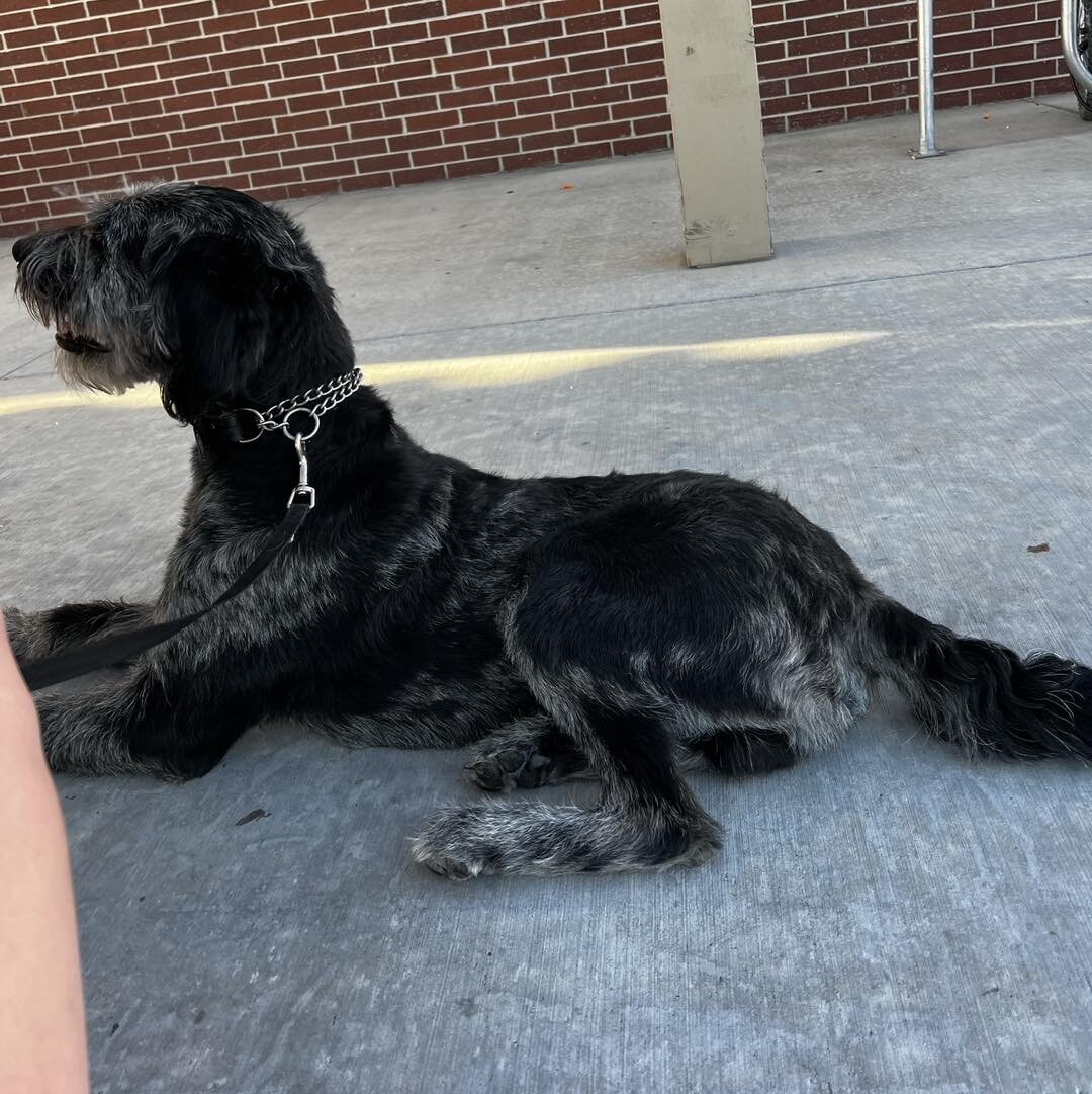 Blu came to us struggling with jumping on people and leash pulling. He is only 1 week into his 2 week course and he is already laying down calmly while out and about with distractions. Training dogs can be a very rewarding experience. Especially with