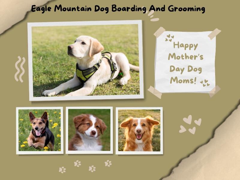 Happy Mother&rsquo;s Day to all the Dog Moms! #dogmom #dogmomlife #dogsarethebest #mothersday #eaglemountaindogboardingandgrooming #dogboardingutah