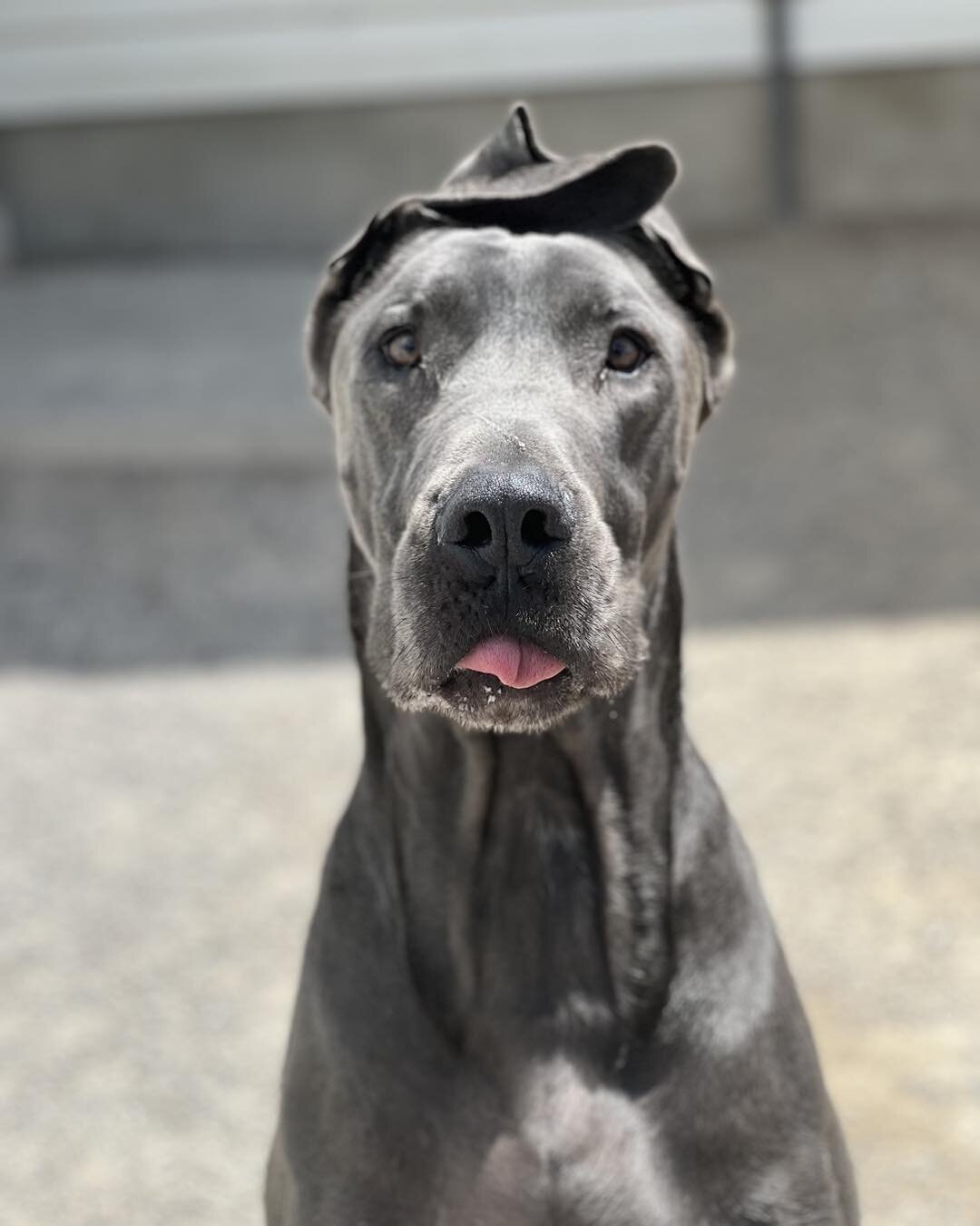 Did you know we have X-Large kennels big enough for the biggest of pups? We can comfortably accommodate X-Large breeds in our kennels runs and our X-Large exercise yard. Be sure to book your pups stay in advance. Our big spots fill up quickly.  #utah