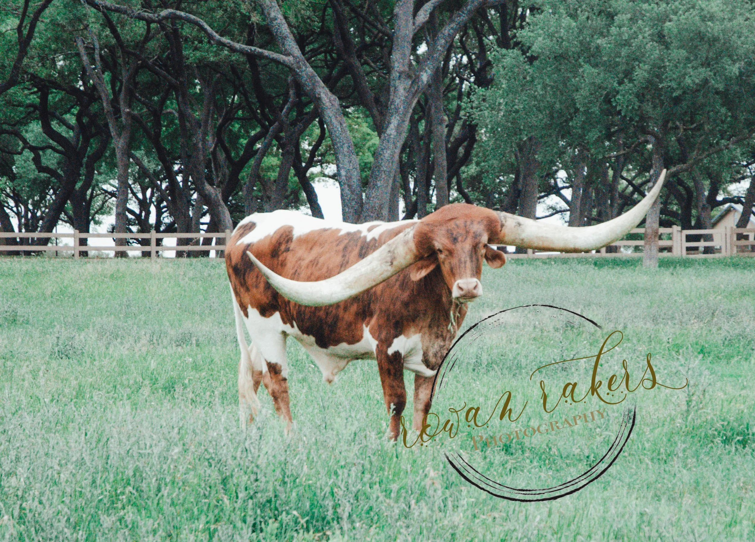 longhorn-Recovered.jpg