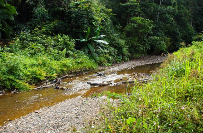 forest-river.jpeg