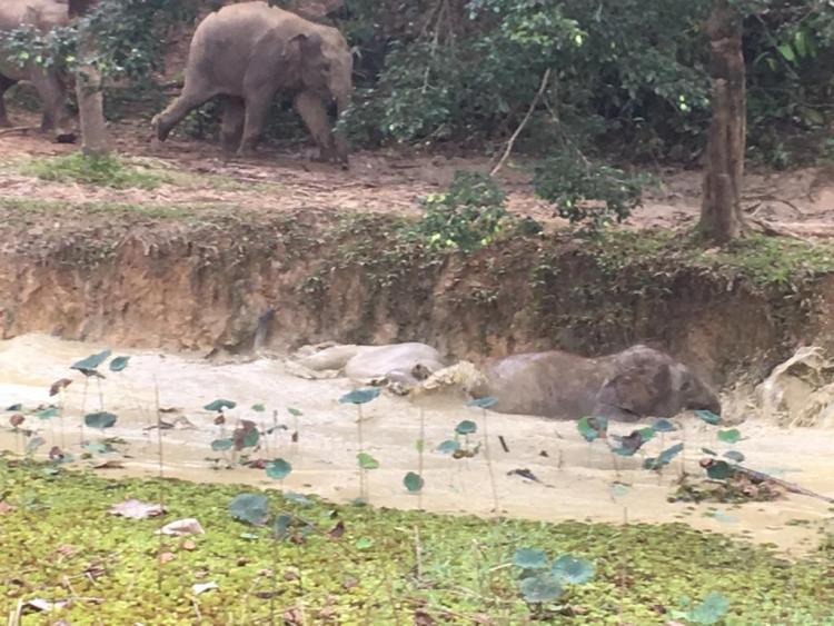 Major attraction – the elephants, orang utan and bears of Sepilok