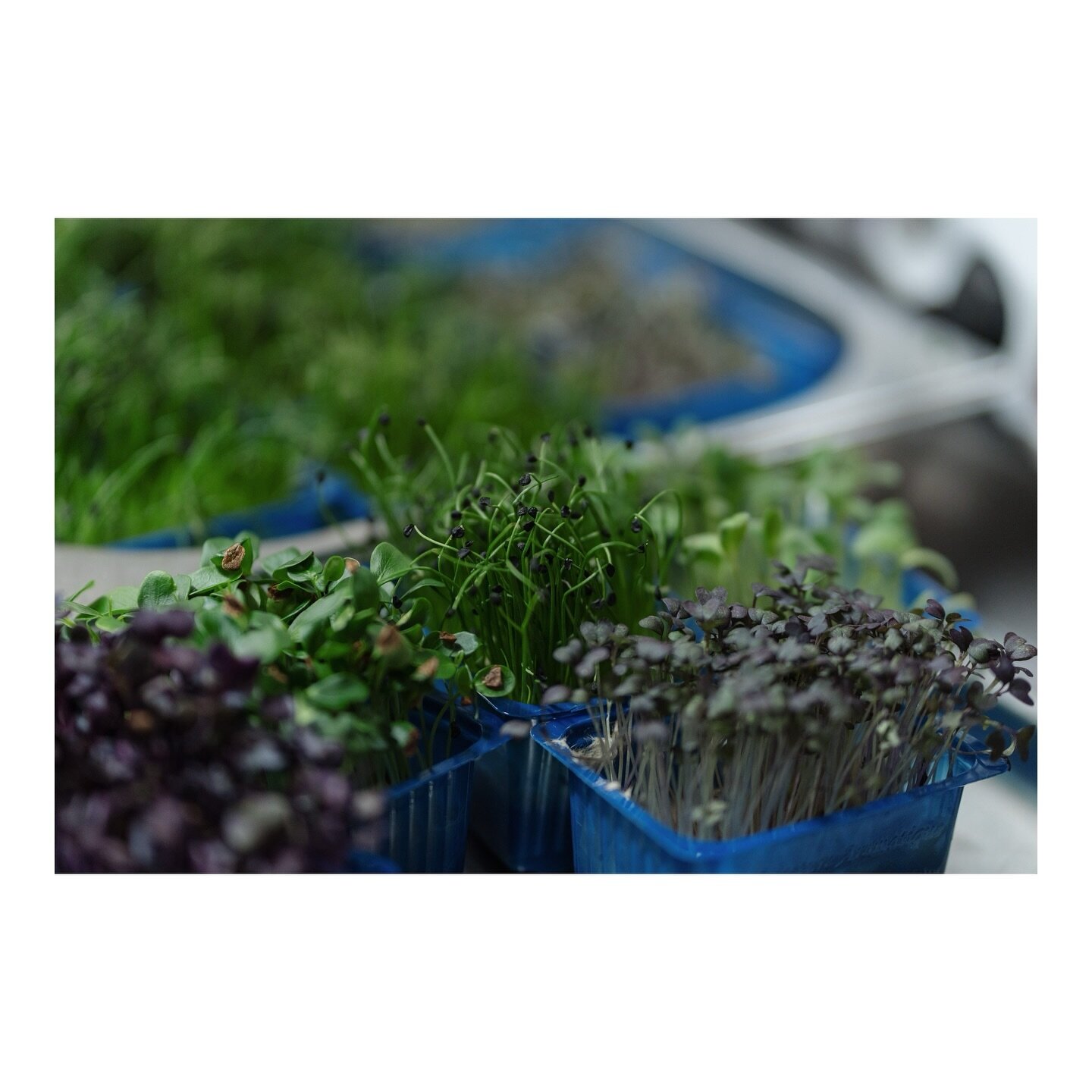 Microgreens 🌱 Die kleinen Pfl&auml;nzchen enthalten viele Vitamine, Mineralstoffe und sekund&auml;re Pflanzenstoffe. Viel mehr und konzentrierter, als man sie in der ausgewachsenen Pflanze findet.