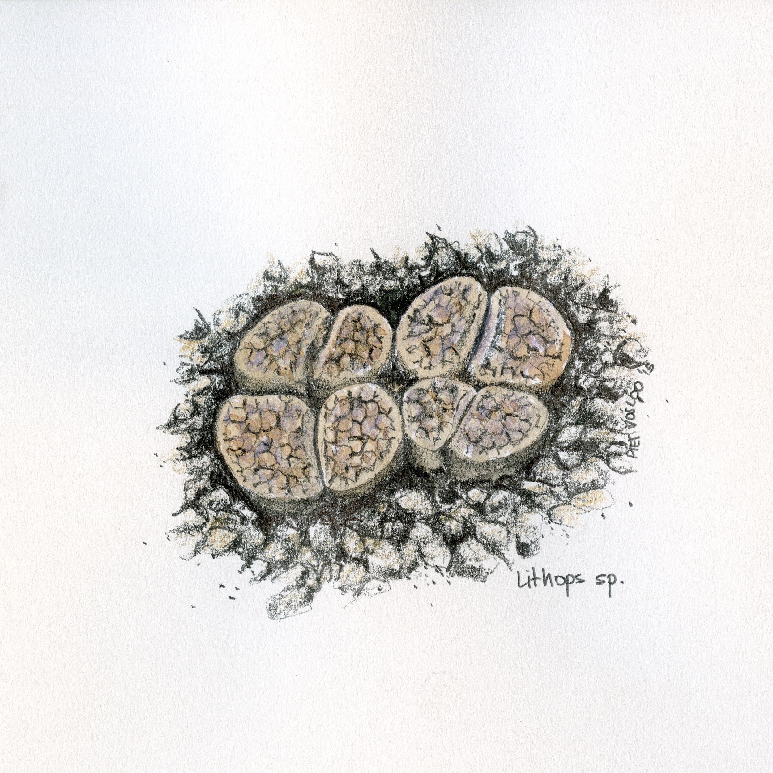 Botanical works (Copy)