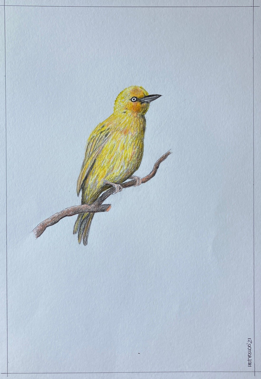 Cape Weaver (Copy)
