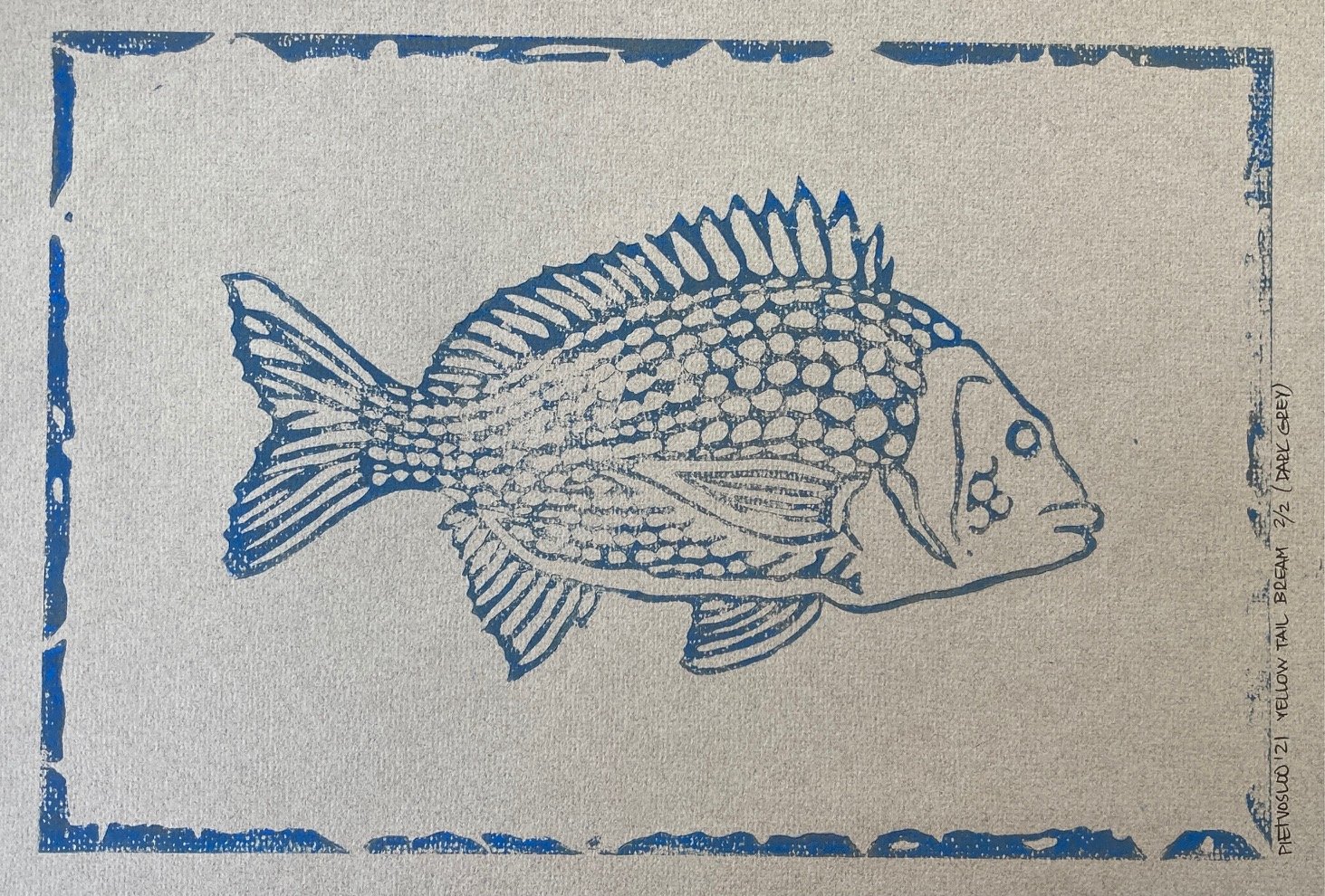 Yellow tail bream (blue on grey) E130(2) (Copy)