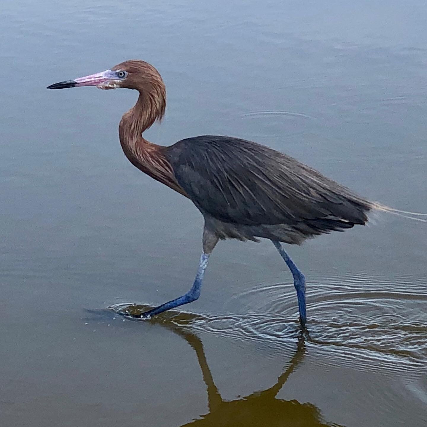 Photos from our morning walk,Fort Myers Beach Florida 
#floridabirds #birdlovers #audubonsociety #reddishegret #osprey #bluecrabs #tropicalvibes #birdartist #fortmyersbeach #fieldresearch