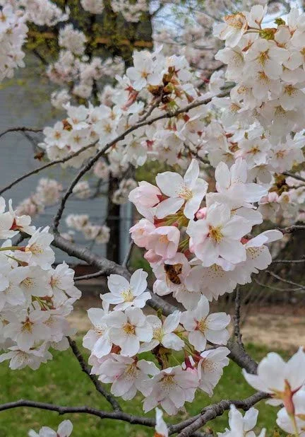 Heart Sutra Study Group